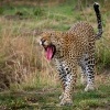 Levhart skvrnity - Panthera pardus - Leopard o8555